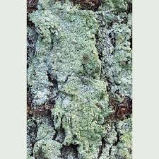 Attēlu rezultāti vaicājumam “Lepraria”