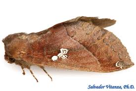 Attēlu rezultāti vaicājumam “Notodontidae”