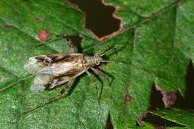 Attēlu rezultāti vaicājumam “Phytocoris longipennis”