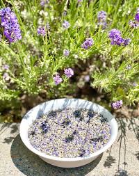 Attēlu rezultāti vaicājumam “Lavandula angustifolia bud”