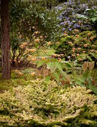 Attēlu rezultāti vaicājumam “Epimedium alpinum  flower”