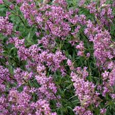 Image result for Pechnelke