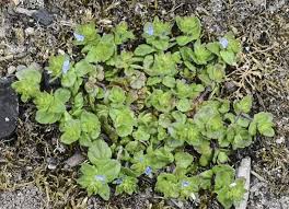 Attēlu rezultāti vaicājumam “Veronica arvensis leaf”