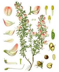 Attēlu rezultāti vaicājumam “Ononis arvensis flower”