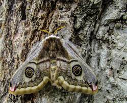 Attēlu rezultāti vaicājumam “Saturnia pavonia female”