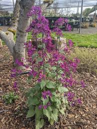 Attēlu rezultāti vaicājumam “Lunaria annua leaf”