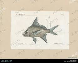 Image result for Eugerres plumieri