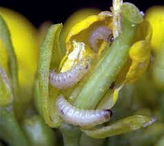 Attēlu rezultāti vaicājumam “Meligethes sp.”