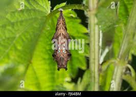 Attēlu rezultāti vaicājumam “Polygonia c-album larva”