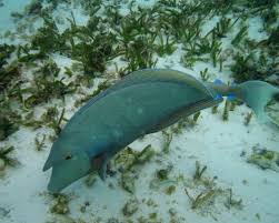 Image result for Naso unicornis