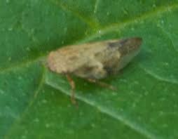 Attēlu rezultāti vaicājumam “Aphrophora alni imago”