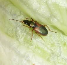 Attēlu rezultāti vaicājumam “Anchomenus dorsalis”