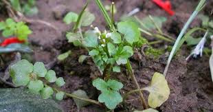 Attēlu rezultāti vaicājumam “Arabis hirsuta fruit”