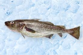 Image result for Gadus macrocephalus