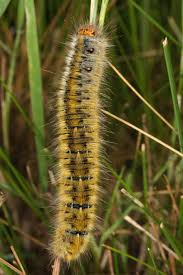 Attēlu rezultāti vaicājumam “Lasiocampa trifolii”