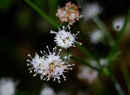 Attēlu rezultāti vaicājumam “Sanicula europaea flower”