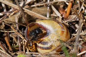 Attēlu rezultāti vaicājumam “Osmia bicolor”