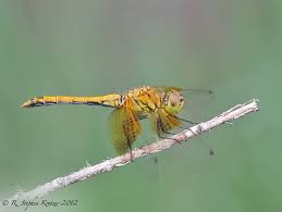 Attēlu rezultāti vaicājumam “Sympetrum”