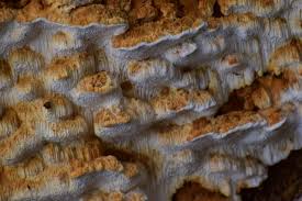 Attēlu rezultāti vaicājumam “Antrodia”