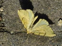 Attēlu rezultāti vaicājumam “Eulithis pyraliata”