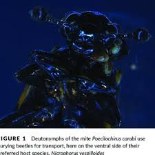 Attēlu rezultāti vaicājumam “Poecilochirus sp.”