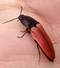 Attēlu rezultāti vaicājumam “Ampedus sanguineus”