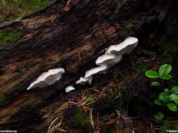 Attēlu rezultāti vaicājumam “Postia fragilis”