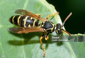 Attēlu rezultāti vaicājumam “Polistes nimpha”