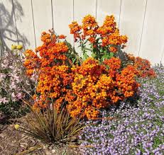 Image result for Calceolaria integrifolia