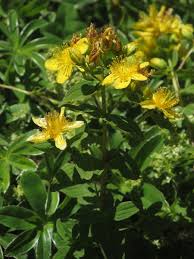 Attēlu rezultāti vaicājumam “Hypericum maculatum flower”