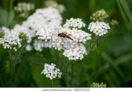 Attēlu rezultāti vaicājumam “Strangalia attenuata”