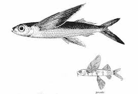 Attēlu rezultāti vaicājumam “Anogcodes melanurus”