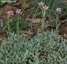 Attēlu rezultāti vaicājumam “Antennaria dioica leaf”