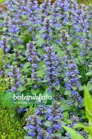 Attēlu rezultāti vaicājumam “Ajuga genevensis”