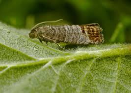 Attēlu rezultāti vaicājumam “Cydia pomonella”