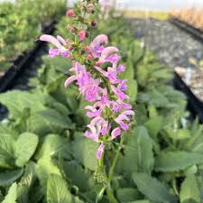 Image result for Salvia pratensis