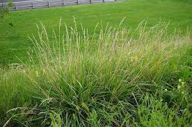 Attēlu rezultāti vaicājumam “Festuca pratensis”