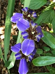 Image result for Iris