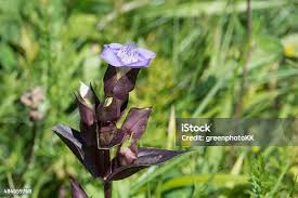 Attēlu rezultāti vaicājumam “Gentianella campestris”