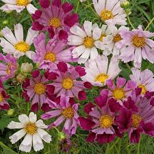 Image result for Cosmos bipinnatus