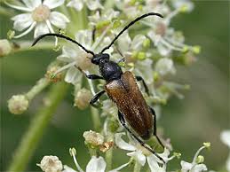 Attēlu rezultāti vaicājumam “Pseudovadonia livida”