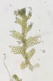 Attēlu rezultāti vaicājumam “Cephalozia catenulata”