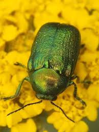 Attēlu rezultāti vaicājumam “Cryptocephalus aureolus, Cryptocephalus sericeus”