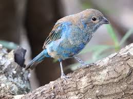 Image result for Passerina cyanea