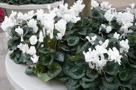 Image result for Cyclamen persicum