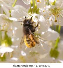 Attēlu rezultāti vaicājumam “Osmia bicolor”