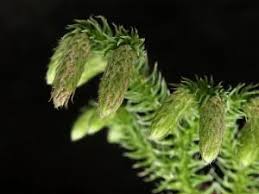 Attēlu rezultāti vaicājumam “Lycopodiaceae”