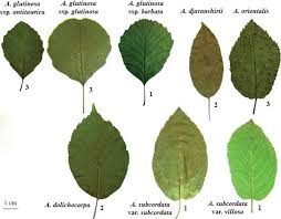Attēlu rezultāti vaicājumam “Alnus”