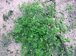 Attēlu rezultāti vaicājumam “Stellaria media”