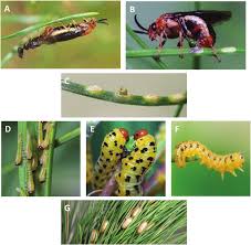 Attēlu rezultāti vaicājumam “Diprion pini female”